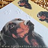 Dobermann Dog Card Simply Elegant Range (Close Up)